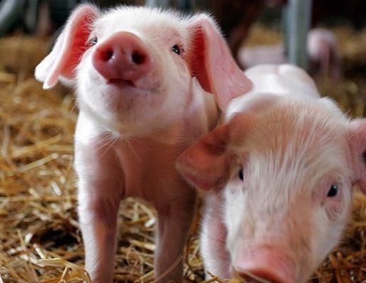 Купить все для искусственного осеменения Свиней | Оборудование - цены