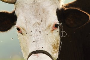 От чего бывает мастит у коров: причины, симптомы и лечение в домашних условиях