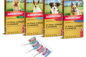Адвантікс - засіб від бліх і кліщів для собак