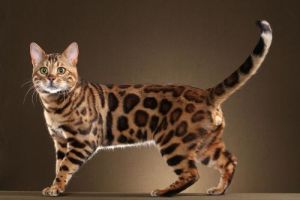 Все о бенгальских кошках: особенности, уход и история