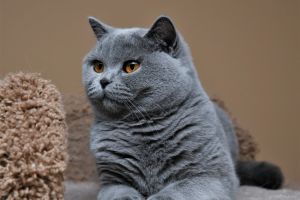 Британская короткошерстная кошка