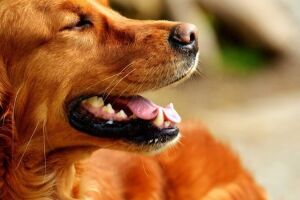 Чищення зубів у собак - особливості процедури