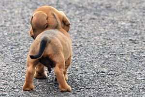 Дисплазія кульшового суглоба у собак