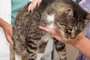 Экзекан для кошек поможет при лечении кожи