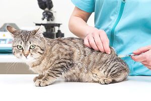 Фелоцел: вакцина для кошек от опасных инфекций