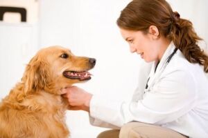 Фенбендазол для собак позбавляє від паразитів