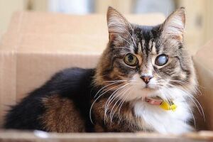 Глаукома у кошек: как быстро вылечить?