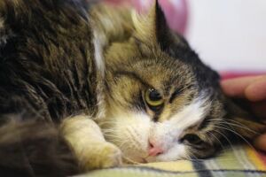 Як лікується дисбактеріоз у кішок