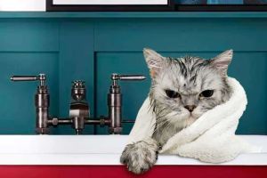 Як правильно мити кота: без стресу і подряпин