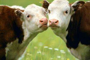Як виражається мастит у корови і які методи його лікування?
