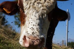 Як врятувати корову від укусів комах в літній час?