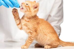 Як вибрати препарати від глистів для кішок?