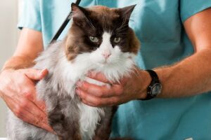 Як вибрати препарати від глистів для кішок?