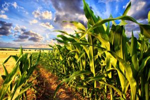 Як вибрати насіння кукурудзи?