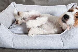 Як вибрати спальне місце для собаки: практичні рекомендації