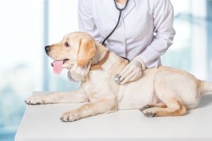 Хронічна серцева недостатність у собак (ХСН): лікування і симптоми
