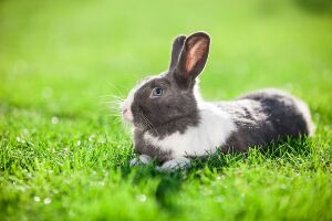 Коли робити щеплення кроликам?