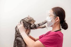 Коронавірус у кішок: терапія, ознаки, небезпека для людини