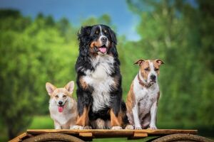 Лигфол для собак: в каких случаях применяется