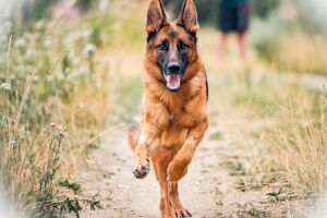 Від артрозу і артриту - Рімаділ для собак