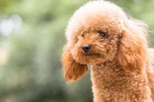 Пудель (Poodle) - элегантная, гордая, умная собака 