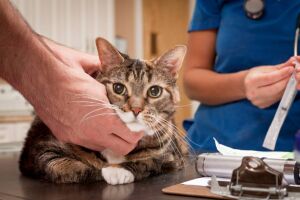 Цукровий діабет у кішок: симптоми і лікування
