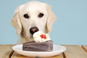 Сахарный диабет у собак