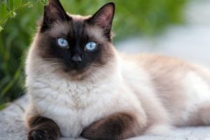 Сиамская кошка: характер, уход, болезни