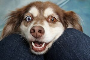 Силео для собак – допоможе не боятися шуму