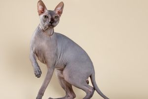 Кошки породы Сфинкс