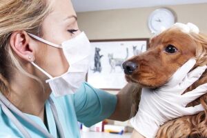 Цефтриаксон для собак – эффективная помощь при инфекциях