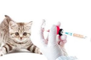 Вакцина для собак, кішок та інших тварин