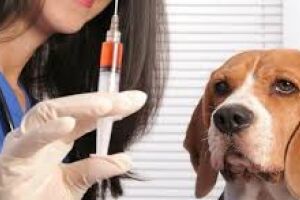 Вакцина Нобівак для тварин