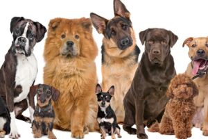 Веракол для собак лікує шлунок і кишечник