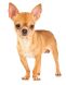 Chihuahua Adult Royal Canin (Роял Канин) Чихуахуа старше 8 місяців 0,5 кг (Royal Canin) в Сухий корм для собак.