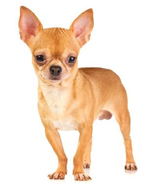 Chihuahua Adult Royal Canin (Роял Канин) Чихуахуа старше 8 місяців 0,5 кг (Royal Canin) в Сухий корм для собак.