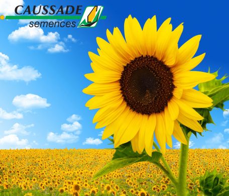 Европа КЛП (СAUSSADE) в Подсолнух.