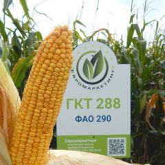 ГКТ 288 (Хімагромаркетинг) в Кукуруза.