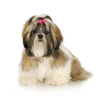 Shih Tzu Adult Royal Canin (Роял Канин) Ши-тцу старше 10 месяцев 0,5 кг (Royal Canin) в Сухой корм для собак.