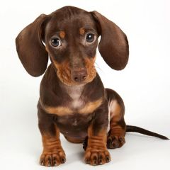 Dachshund Junior Royal Canin (Роял Канин) Такса до 10 месяцев 1.5 кг (Royal Canin) в Сухой корм для собак.