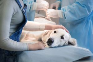 Рак молочної залози у собак