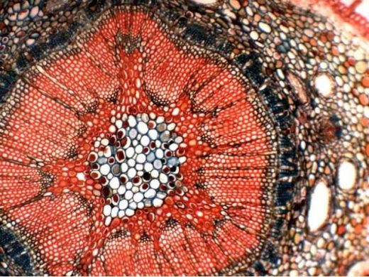 Відеокамера цифрова 3,0 Mpix для мікроскопа (Мікромед) в Мікроскопи.