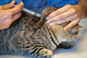 Глобфел-4 для кішок: захист вихованця від серйозних інфекцій