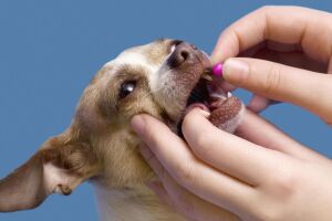 Як часто проводити профілактичну дегельмінтизацію собак?