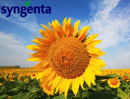 Алькантара (Syngenta) в Подсолнух.