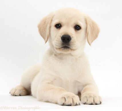 Labrador Junior Royal Canin (Роял Канин) Лабрадор ретривер до 15 місяців 1 кг (Royal Canin) в Сухий корм для собак.