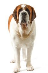 Royal Canin (Роял Канин) Giant Puppy 1 кг (Royal Canin) в Сухой корм для собак.