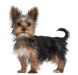 YORKSHIRE TERRIER Junior Royal Canin (Роял Канин) Йоркширский терьер до 10 месяцев 0,5 кг (Royal Canin) в Сухой корм для собак.