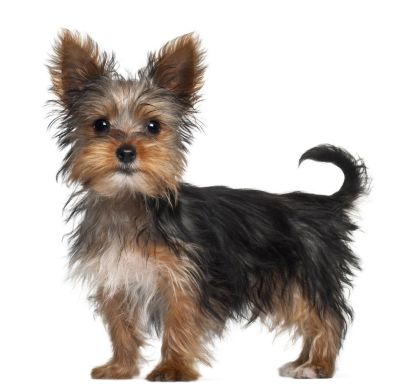 YORKSHIRE TERRIER Junior Royal Canin (Роял Канин) Йоркширский терьер до 10 месяцев 0,5 кг (Royal Canin) в Сухой корм для собак.