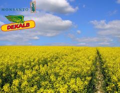 DK Seqvel new (Monsanto) в Ріпак.